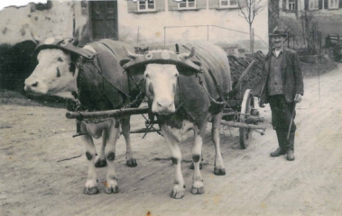 Herr Bräuniger mit einem Ochesen-Kuh-Gespann beim Haus Gronbach Senior