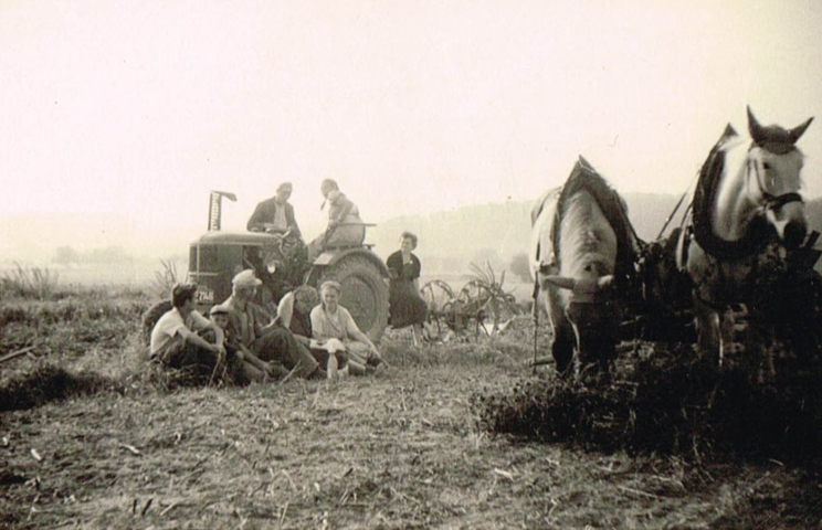 Erwin Düring mit Helfern bei der Kartoffelernte (1950er Jahre)