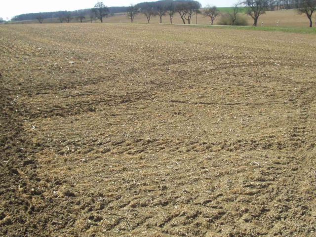 Erfrorener Weizen im Jahr 2012 nach länger anhaltenden Kahlfrösten. Hier z.B. am Fischteich Fritz, Blickrichtung Michelbach.